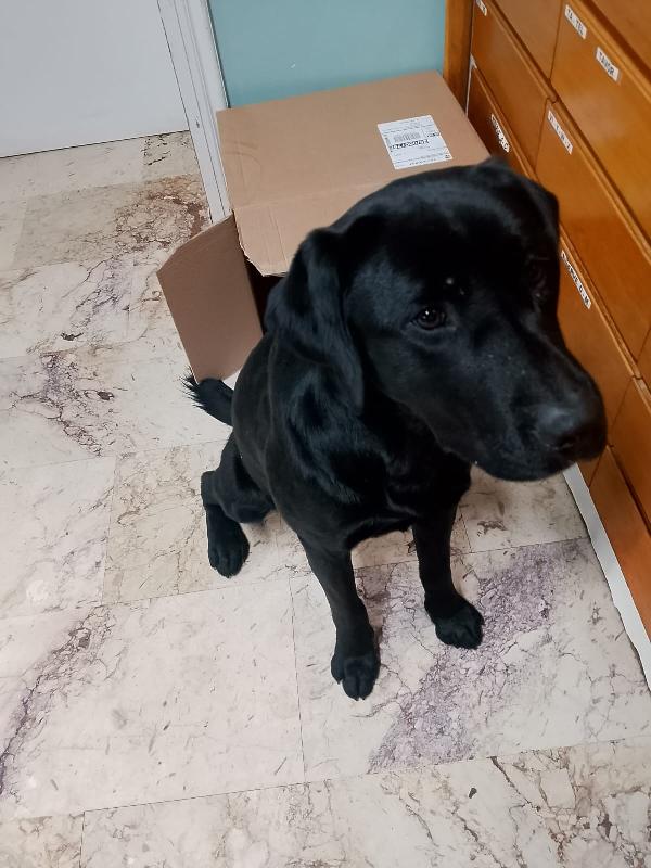 ✨ BRANDO, IL CUCCIOLO CHE HA SCELTO LA SUA SALVEZZA ✨ Foto 7